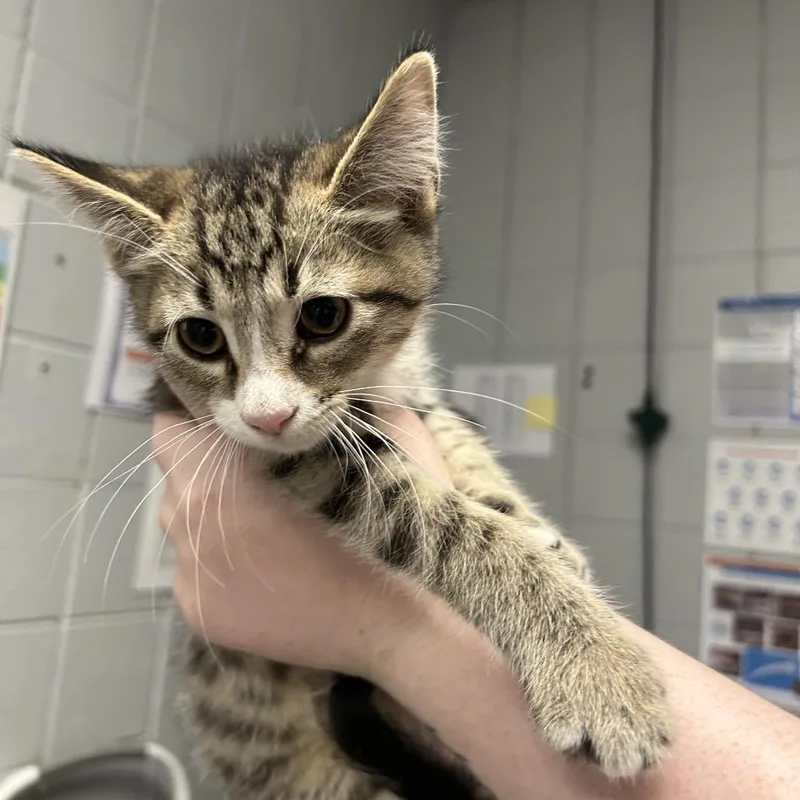 A baby small-sized female Black Domestic Short Hair cat named Jessie for adoption in West Olive, MI