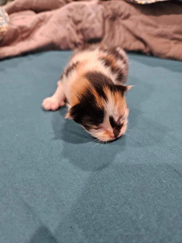 A baby medium-sized female Domestic Short Hair cat named Ginger for adoption in Johnson City, TN