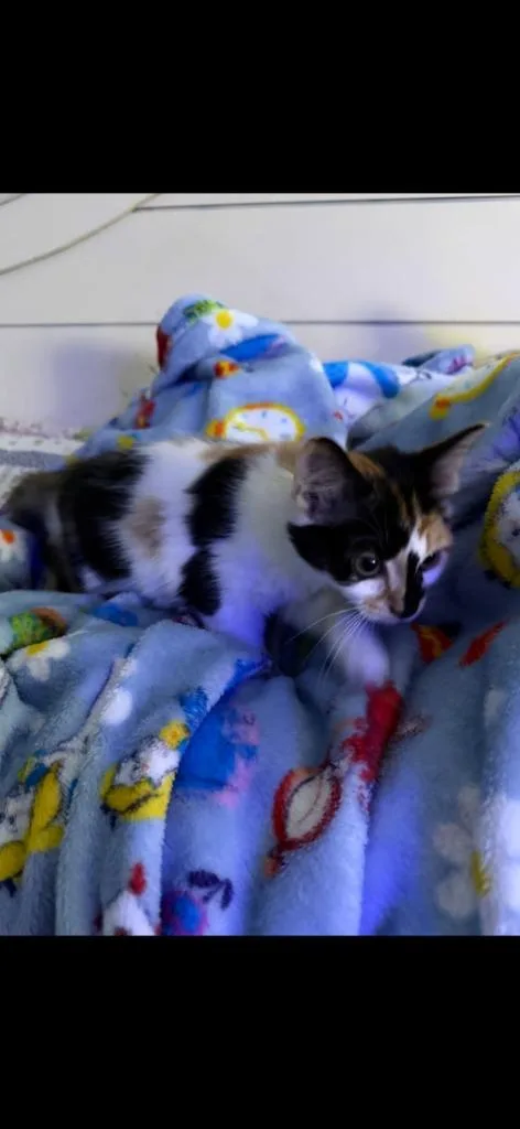Ginger thumbnail 3