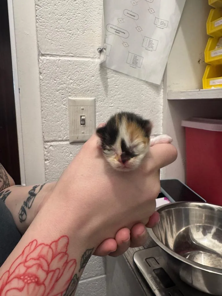 Ginger thumbnail 4
