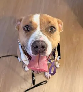 An adult medium-sized female Golden Pit Bull Terrier dog named Queen for adoption in Frazier Park, CA