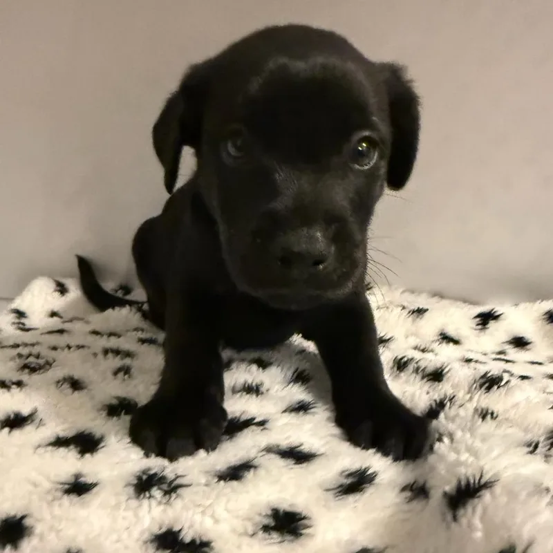 A baby small-sized female Black Mixed Breed dog named Kiawah for adoption in Rockville, MD