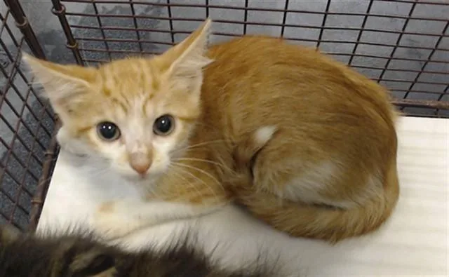 A baby small-sized male Domestic Short Hair cat named Melon for adoption in Miami, FL