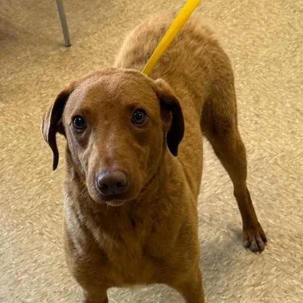 An adult medium-sized male Chesapeake Bay Retriever dog named Jackson for adoption in Cumming, GA