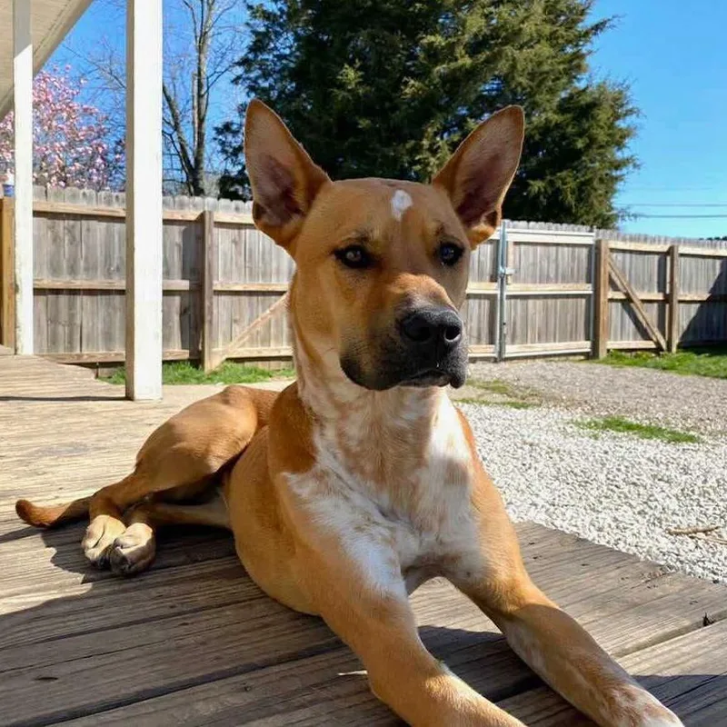 An adult medium-sized female Golden Cattle Dog dog named Sugar for adoption in Mooresville, IN