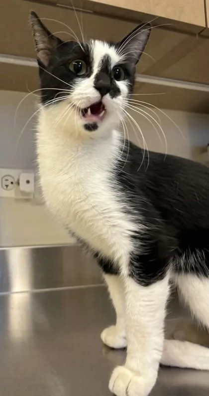An adult small-sized female Domestic Short Hair cat named Coven for adoption in Downers Grove, IL