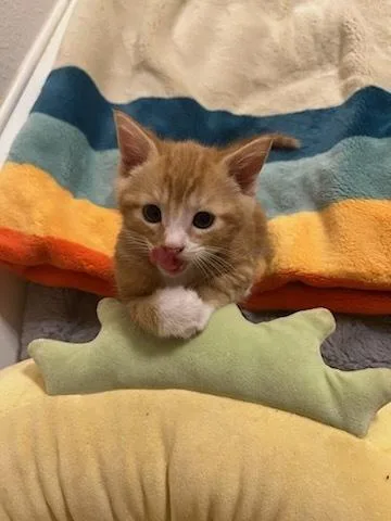 Bob