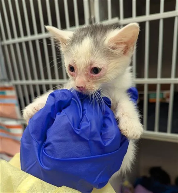 A baby medium-sized female Domestic Short Hair cat named Patches for adoption in Dallas, TX