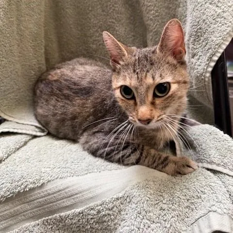 An adult medium-sized female Brown / Chocolate Abyssinian cat named Mela for adoption in Hawthorne, CA
