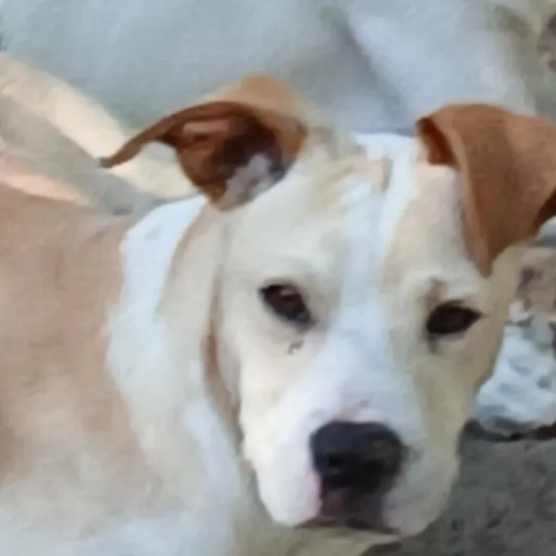 A baby medium-sized male White / Cream Mixed Breed dog named Ian for adoption in Williston, FL