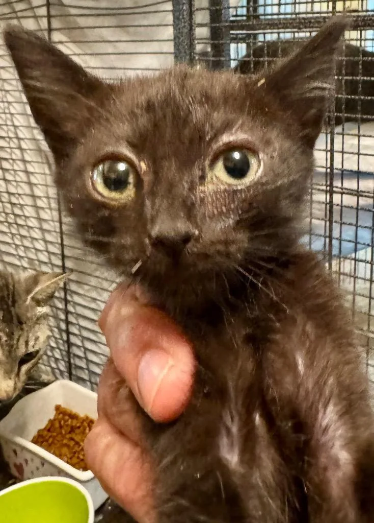 A baby small-sized male Domestic Short Hair cat named Jordan for adoption in New Braunfels, TX