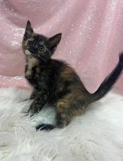 A young medium-sized female Domestic Short Hair cat named Shea for adoption in Clarkesville, GA
