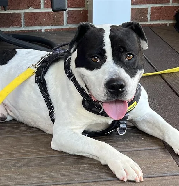 An adult medium-sized male Pit Bull Terrier dog named Scooby Doo for adoption in Charlotte, NC