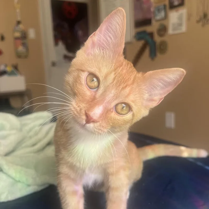 A baby small-sized male Orange / Red Domestic Short Hair cat named Dandi DyalDP for adoption in Tallahassee, FL