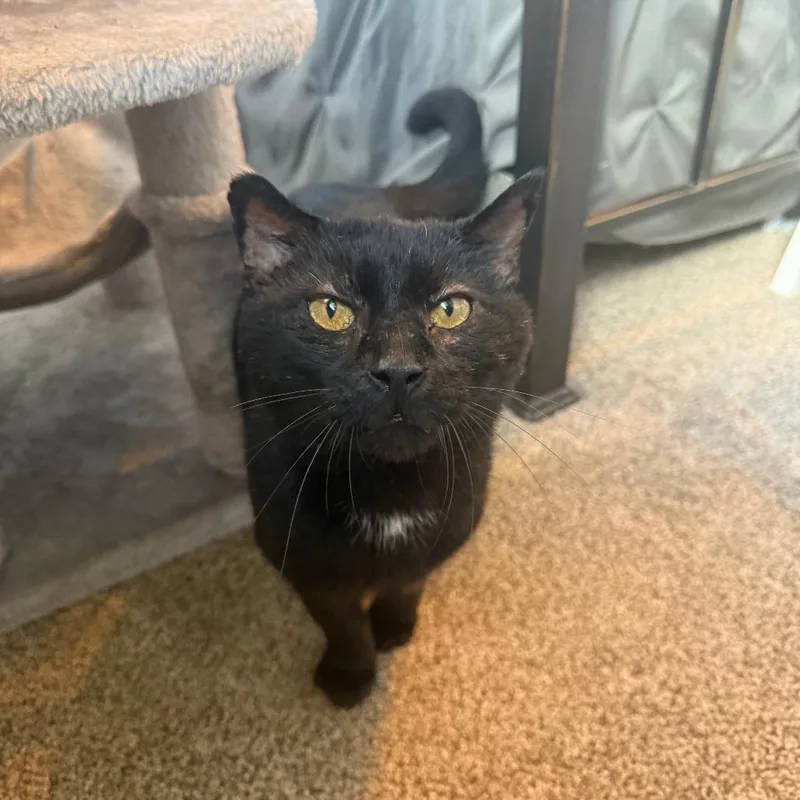 An adult medium-sized male Black Domestic Short Hair cat named Toberton for adoption in Gibsonia, PA