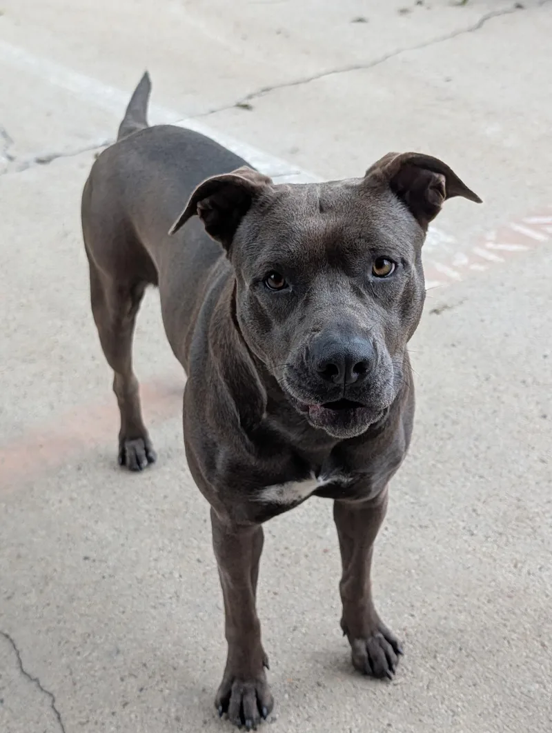 An adult medium-sized female Gray / Blue / Silver Pit Bull Terrier dog named Cinnamon Roll for adoption in Fort Worth, TX