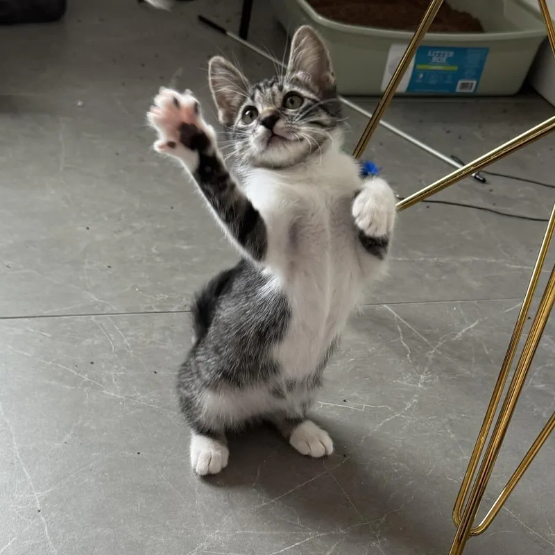 A baby small-sized female Gray / Blue / Silver Domestic Short Hair cat named Wren for adoption in San Diego, CA