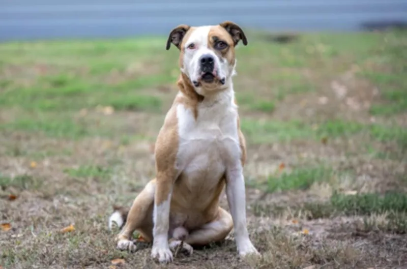 An adult large-sized male Tricolor (Brown, Black, & White) Mixed Breed dog named Duke for adoption in Terre Haute, IN