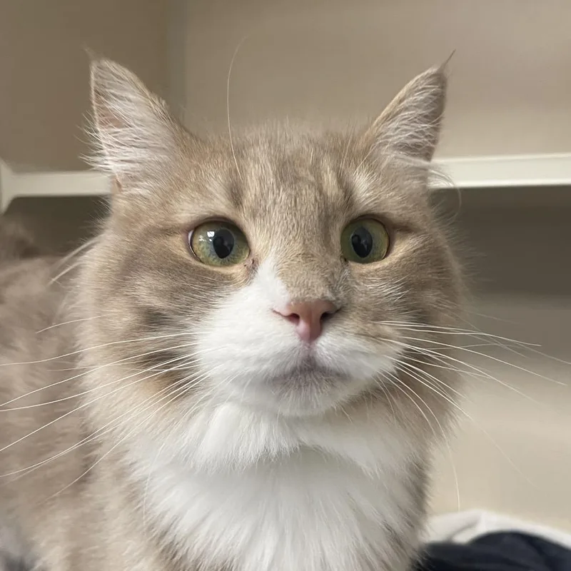 A young medium-sized female Lilac Point Domestic Medium Hair cat named Toast for adoption in Westhampton, NY