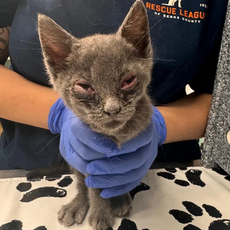 A baby small-sized male Domestic Short Hair cat named Smokey Bear for adoption in Birdsboro, PA