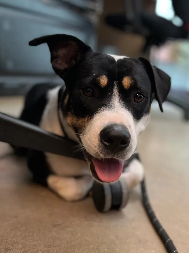 A young medium-sized female Beagle dog named Fair queen for adoption in New Braunfels, TX