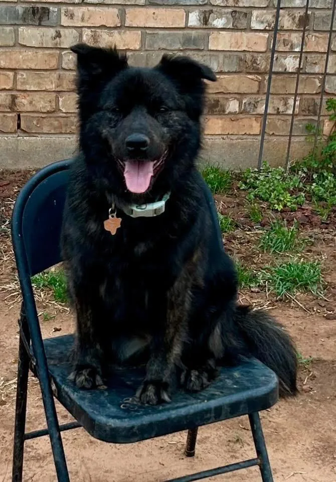 A young large-sized female Chow Chow dog named Teddie for adoption in North Syracuse, NY