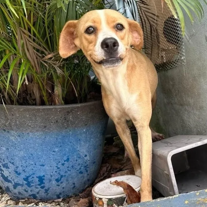 A young medium-sized female White / Cream Beagle dog named Aika "looking For Your for adoption in New York, NY