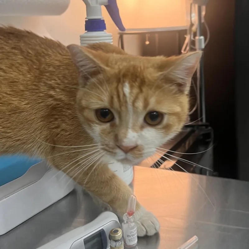 A young medium-sized male Orange / Red Domestic Short Hair cat named Buddie for adoption in Las Vegas, NV