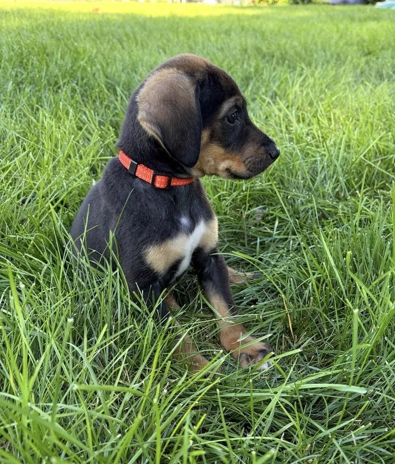 A baby small-sized male Brown / Chocolate Hound dog named Paul for adoption in South Bend, IN