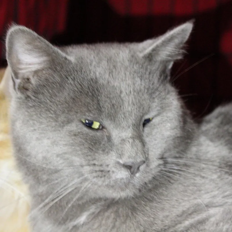 An adult medium-sized male Russian Blue cat named Felix for adoption in Billings, MT