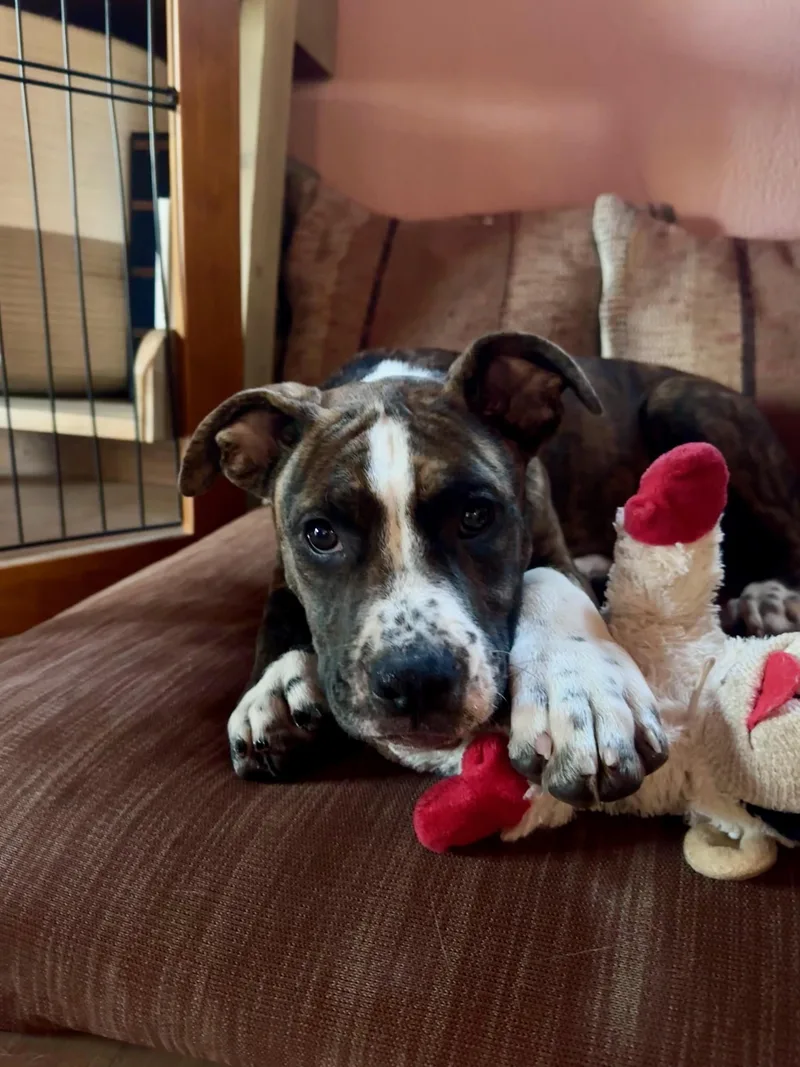 A young medium-sized female Mixed Breed dog named Maddie for adoption in Truckee, CA