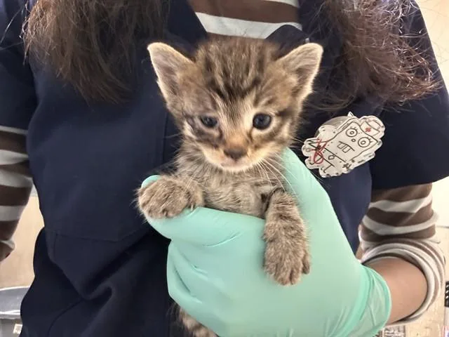 A baby small-sized male Domestic Medium Hair cat named Prince Charming for adoption in Riverside, CA