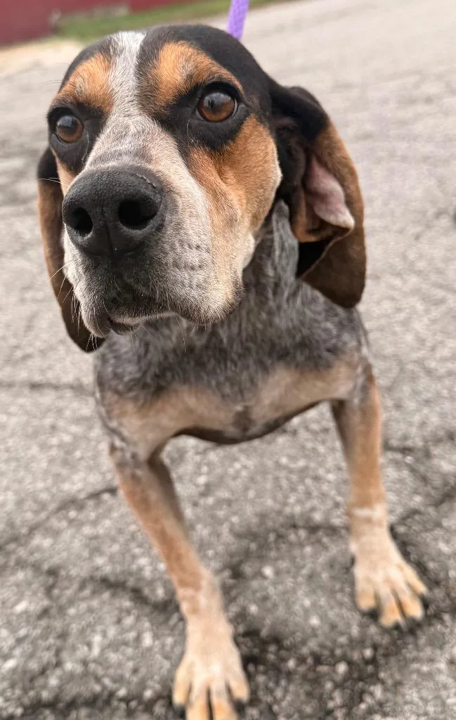 A young medium-sized female Beagle dog named Loretta for adoption in Defiance, OH