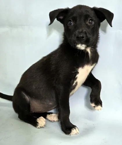 A baby large-sized female Labrador Retriever dog named Dice for adoption in Morton Grove, IL