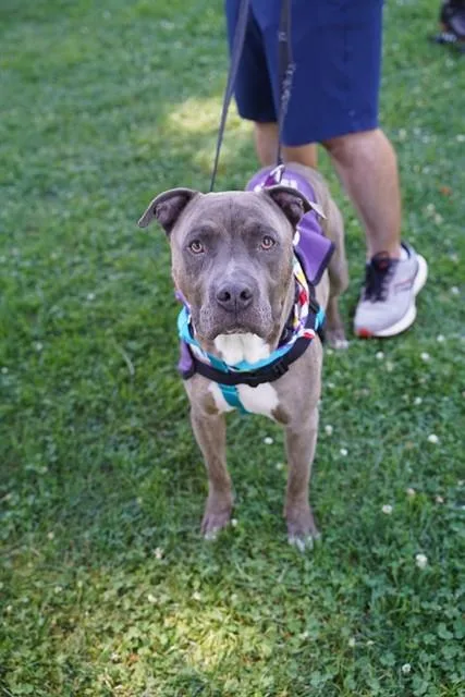 An adult medium-sized male Pit Bull Terrier dog named Kane for adoption in Sacramento, CA