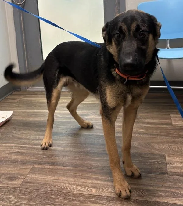 A young large-sized male Shepherd dog named Lucas for adoption in Oceanside, CA