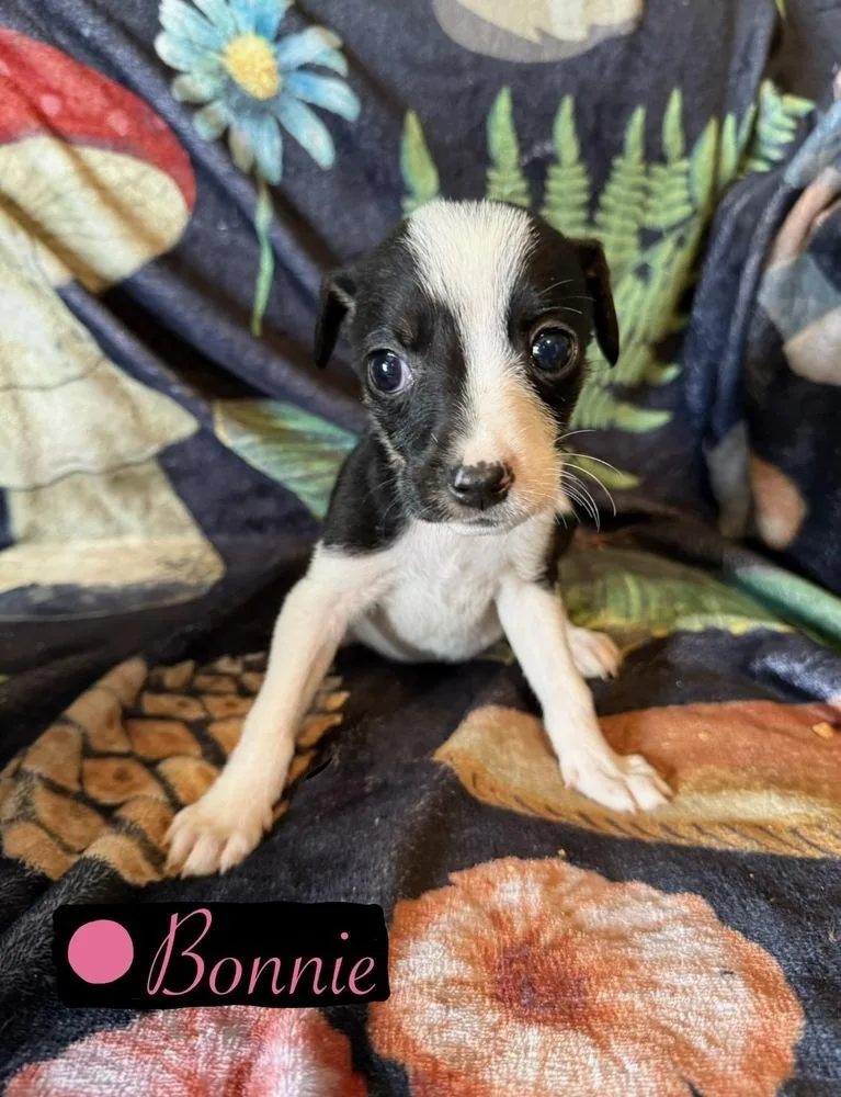 A baby small-sized female Tricolor (Brown, Black, & White) Chihuahua dog named Bonnie for adoption in Cedartown, GA