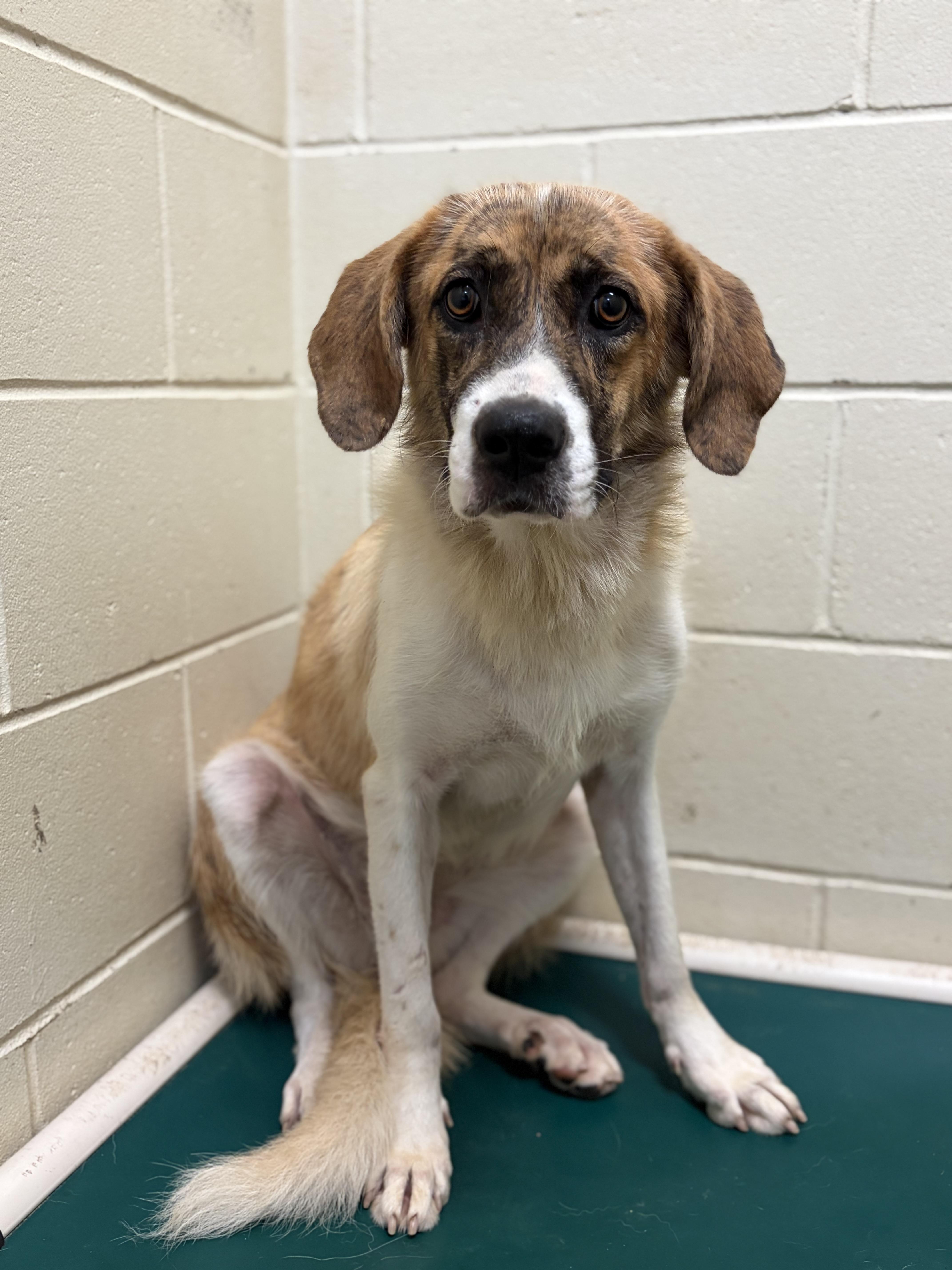 A young medium-sized female Brindle Mixed Breed dog named Bug for adoption in Pomeroy, OH