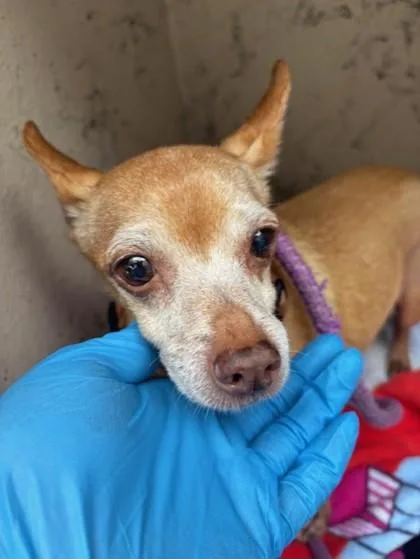 A senior small-sized male Chihuahua dog named Tawny for adoption in Honolulu, HI