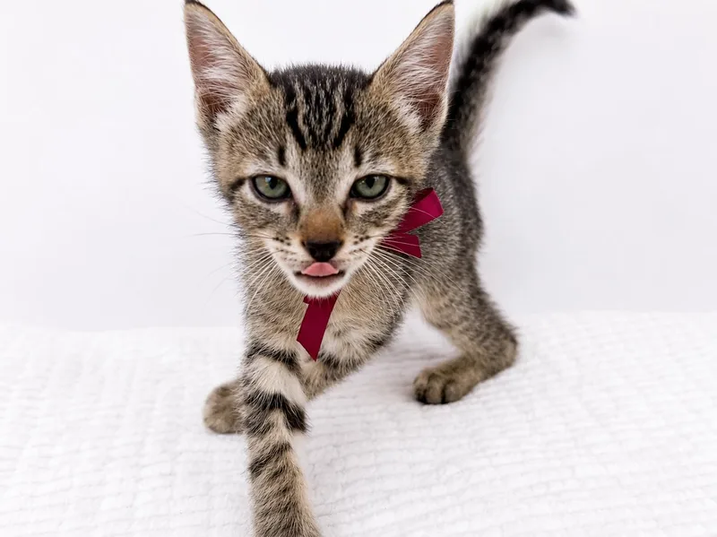 A baby small-sized male Domestic Short Hair cat named Chimi for adoption in Long Beach, CA