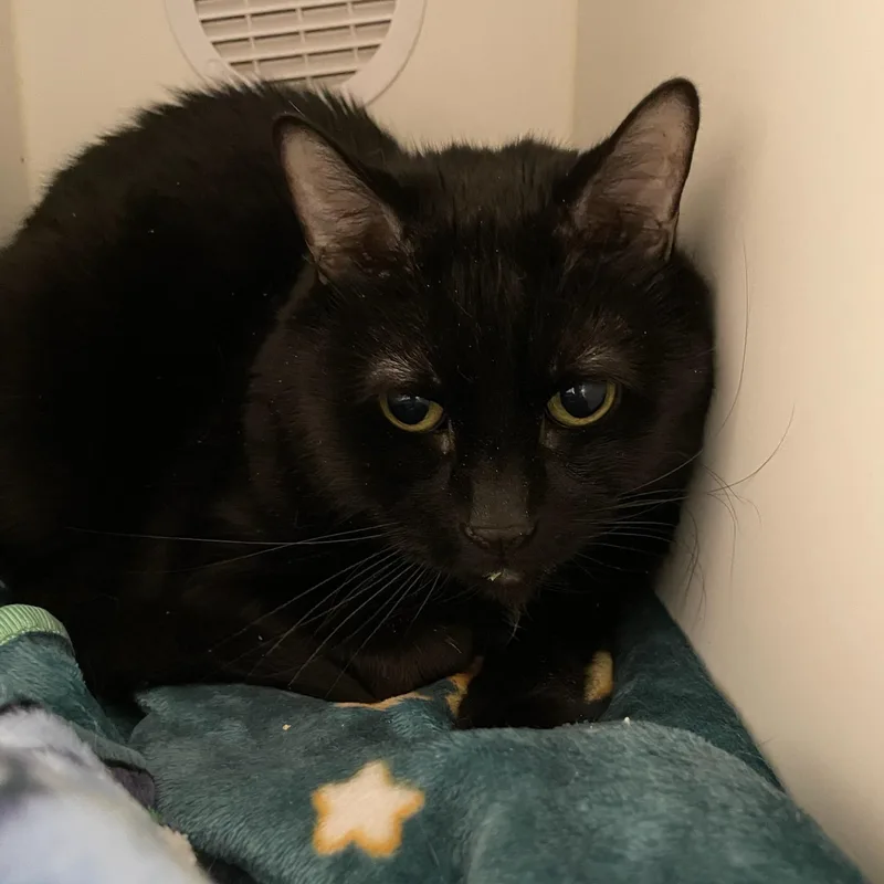 An adult large-sized male Black Domestic Short Hair cat named Taz for adoption in Amityville, NY
