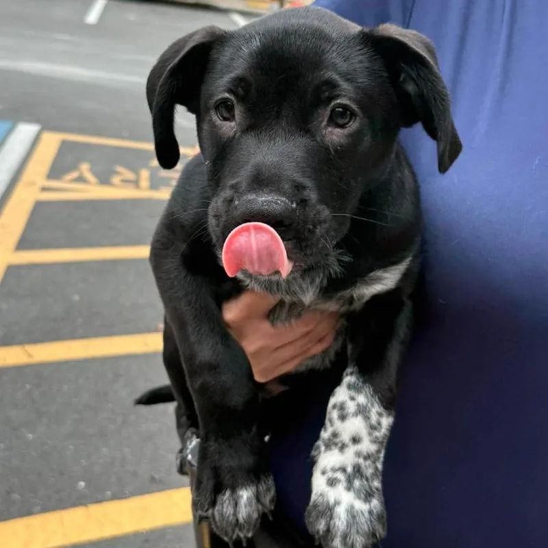 Milkbone thumbnail 2