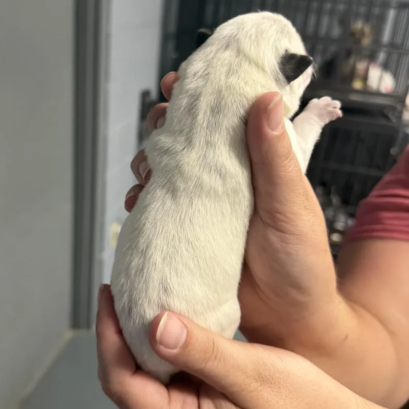 A baby medium-sized female White / Cream Cattle Dog dog named Macee Pup  Rosalind for adoption in Fairfax, VA