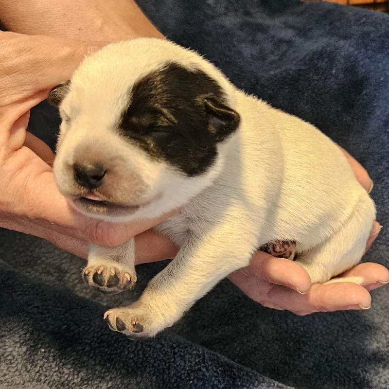 Macee Pup  Rosalind thumbnail 2