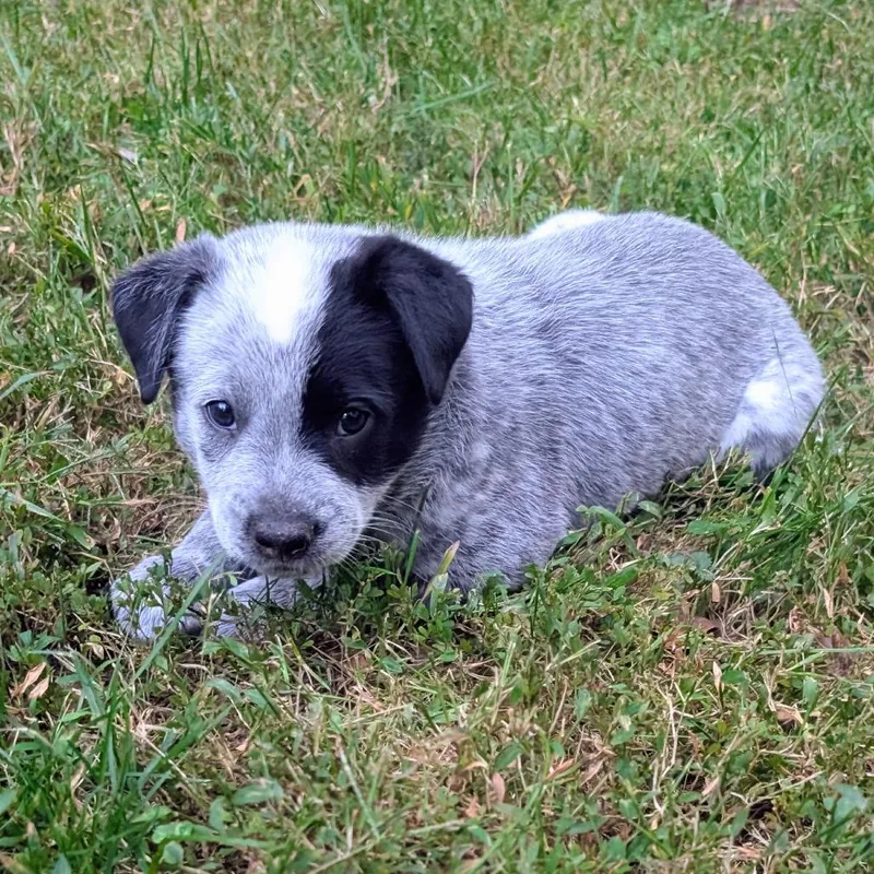Macee Pup  Rosalind thumbnail 3
