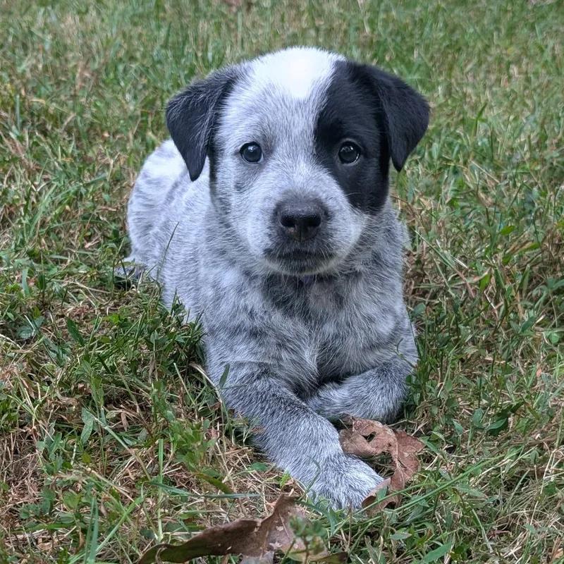 Macee Pup  Rosalind thumbnail 4
