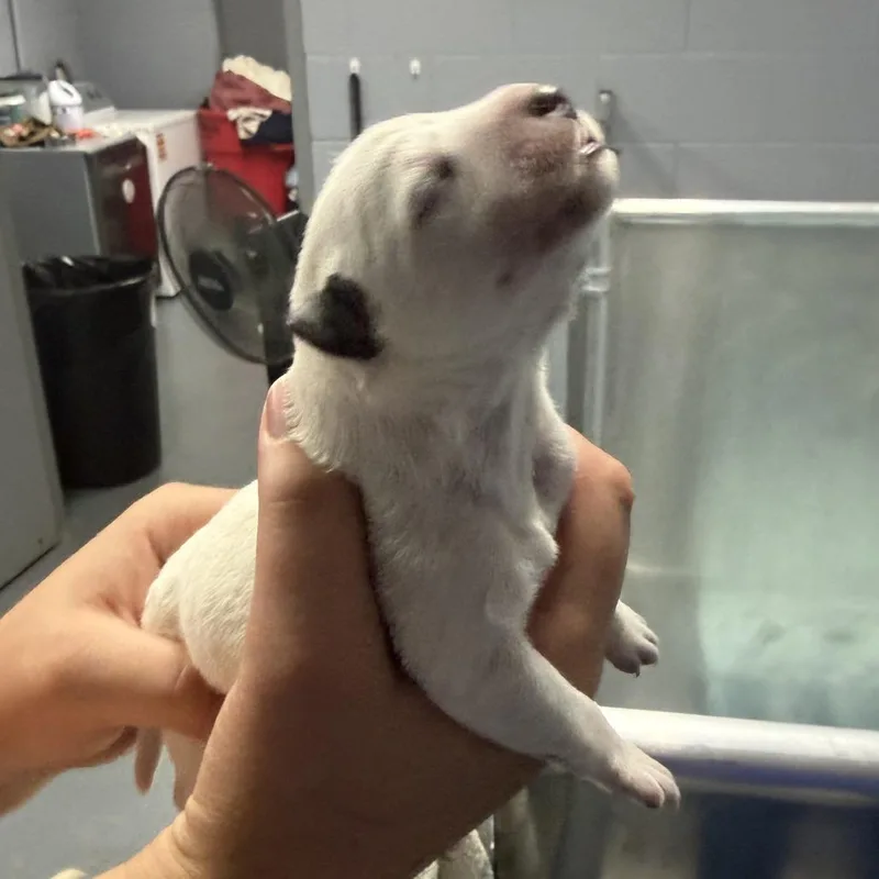 Macee Pup  Rosalind thumbnail 5