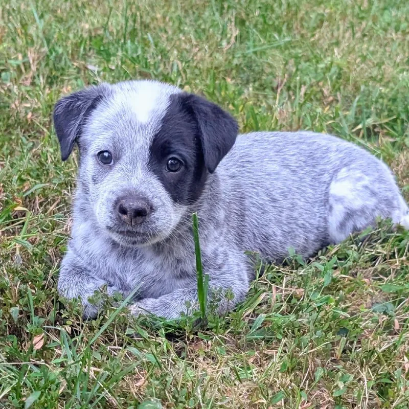 Macee Pup  Rosalind thumbnail 6