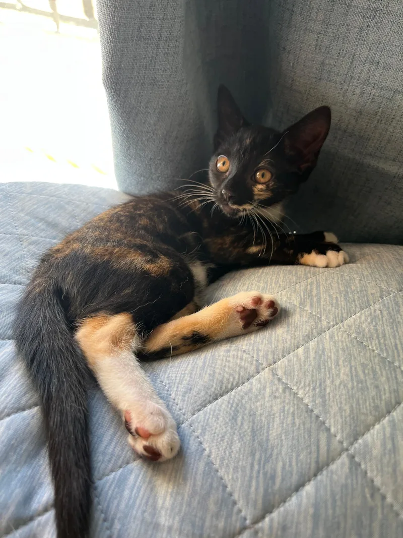 Snow White thumbnail 6