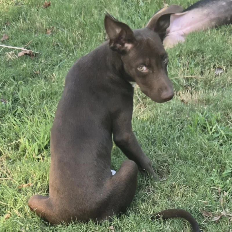 Elliot